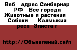 Веб – адрес Сенбернар.РФ - Все города Животные и растения » Собаки   . Калмыкия респ.,Элиста г.